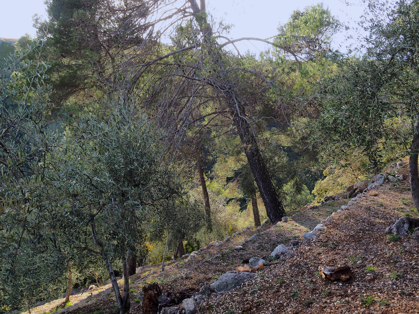 Oliveraie en terrasses  -  Gorges de la Siagne