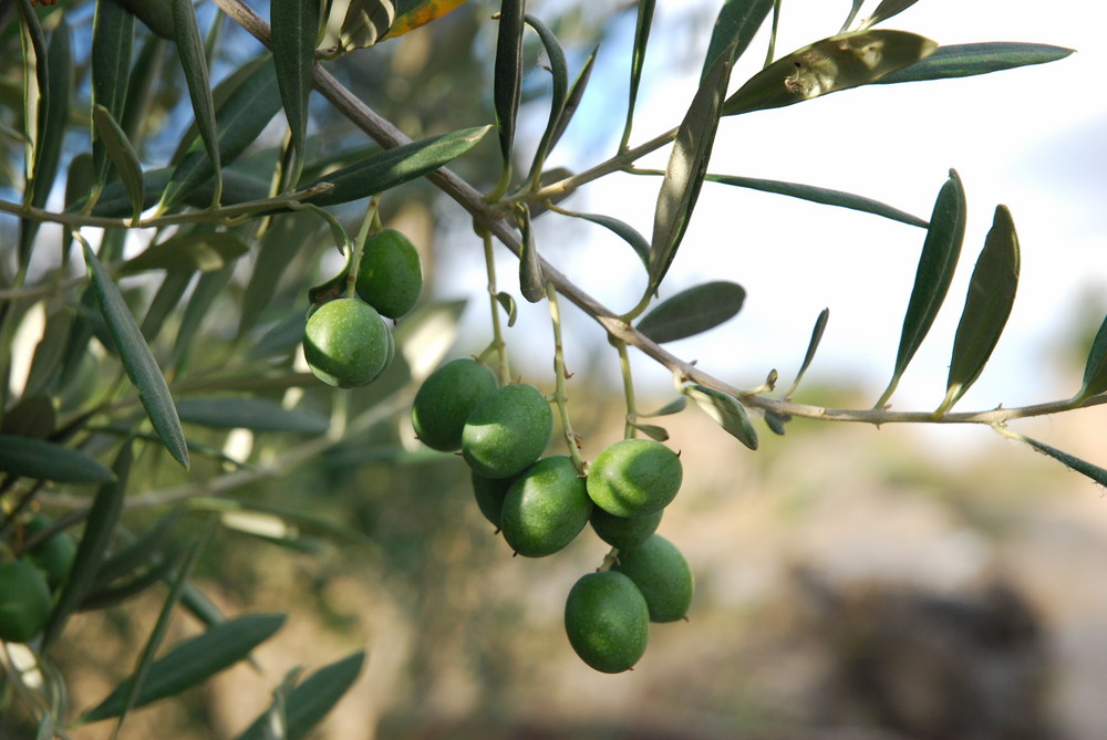 Olives d'Aragon