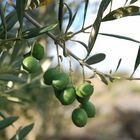 Olives d'Aragon