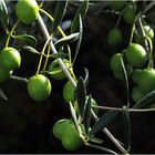 Olives de mon jardin