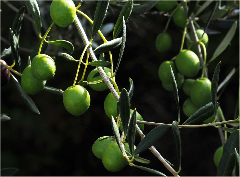 Olives de mon jardin