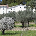 olives et cerises