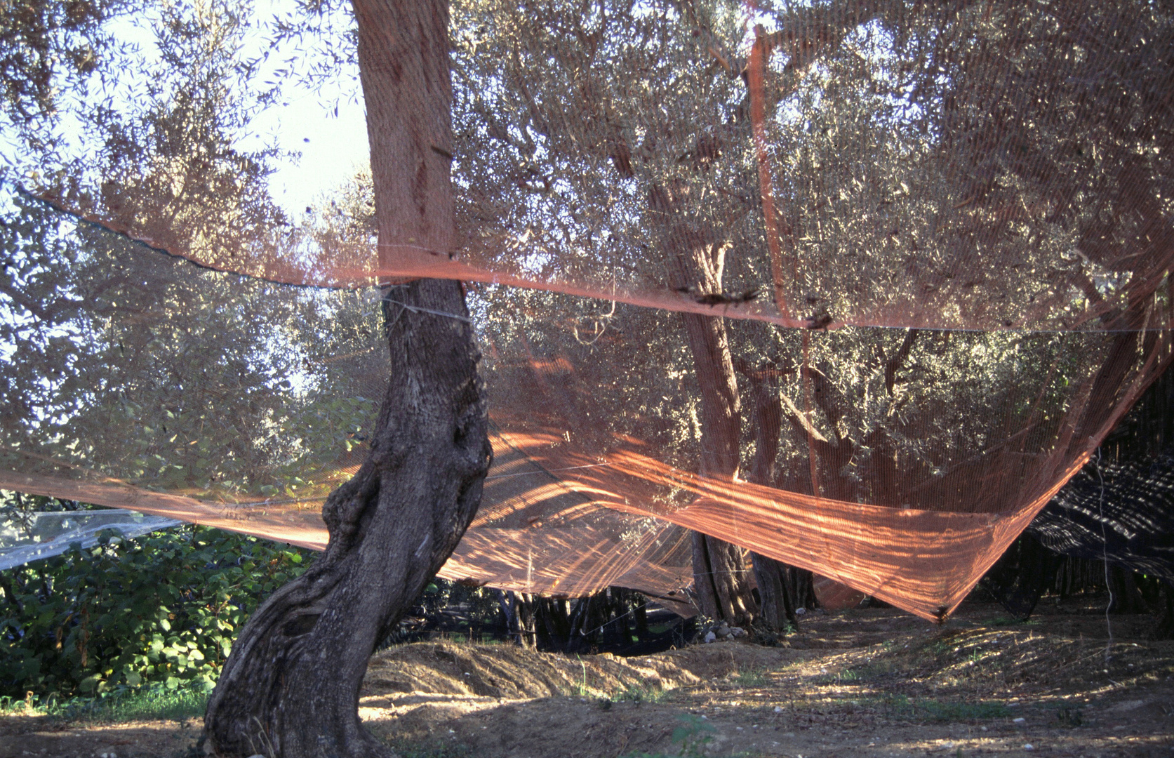 Olives - Harvest