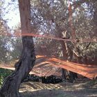 Olives - Harvest