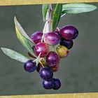 olives noires du jardin....