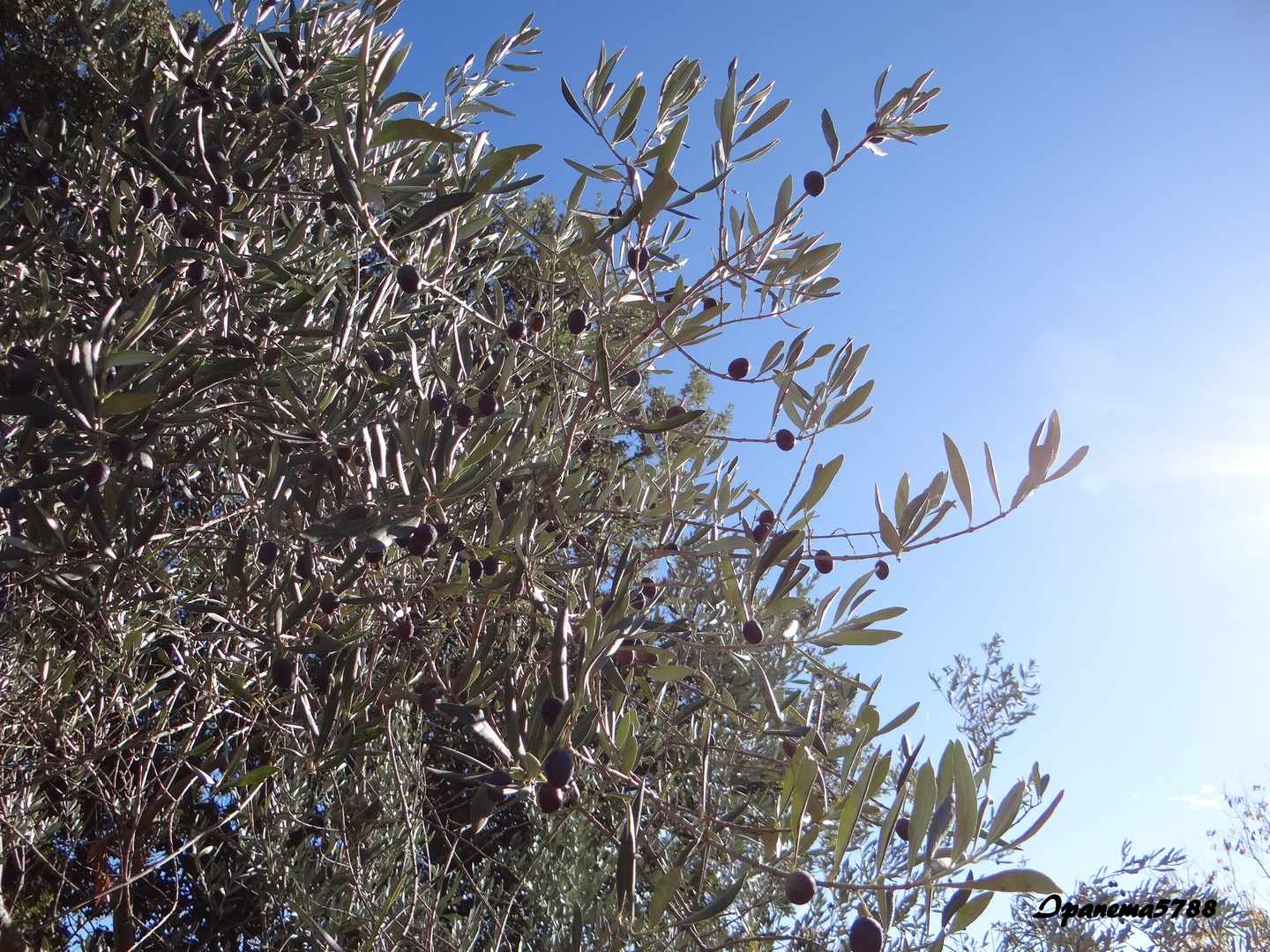 Olives restées sur l'arbre !