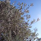 Olives restées sur l'arbre !