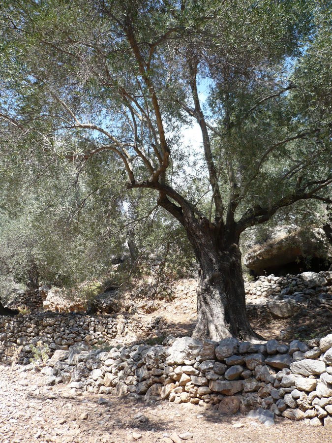 olivetrees