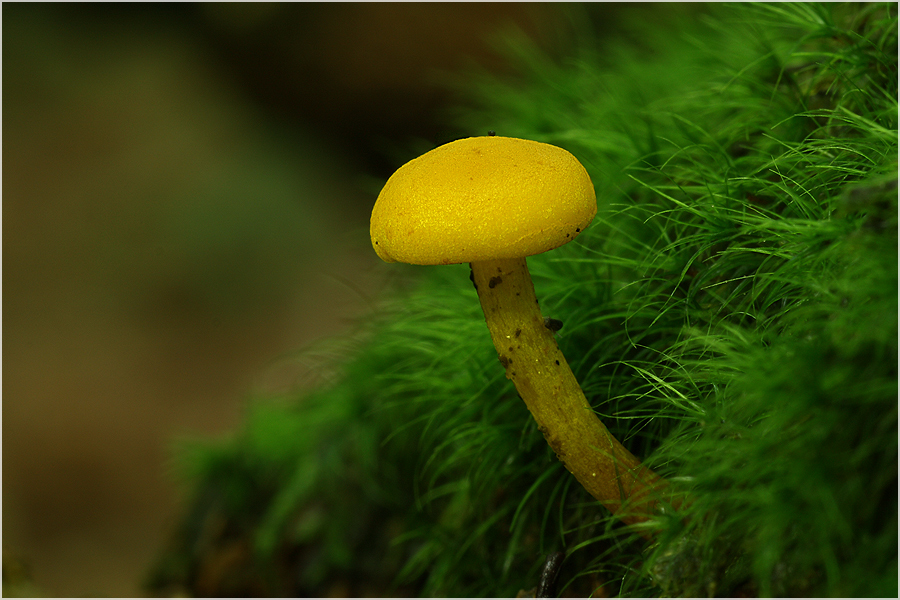 Olivgelber Holzritterling (Tricholomopsis decora) # 2