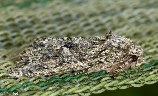 Olivgrüne Eicheneule ( Dryobotes eremita )