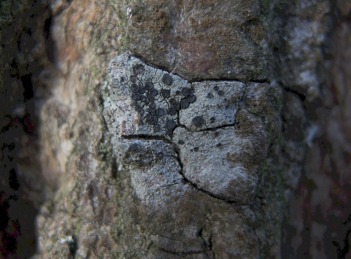 Olivgrüne Schwarznapfflechte (Lecidella elaeochroma) auf Ahornrinde