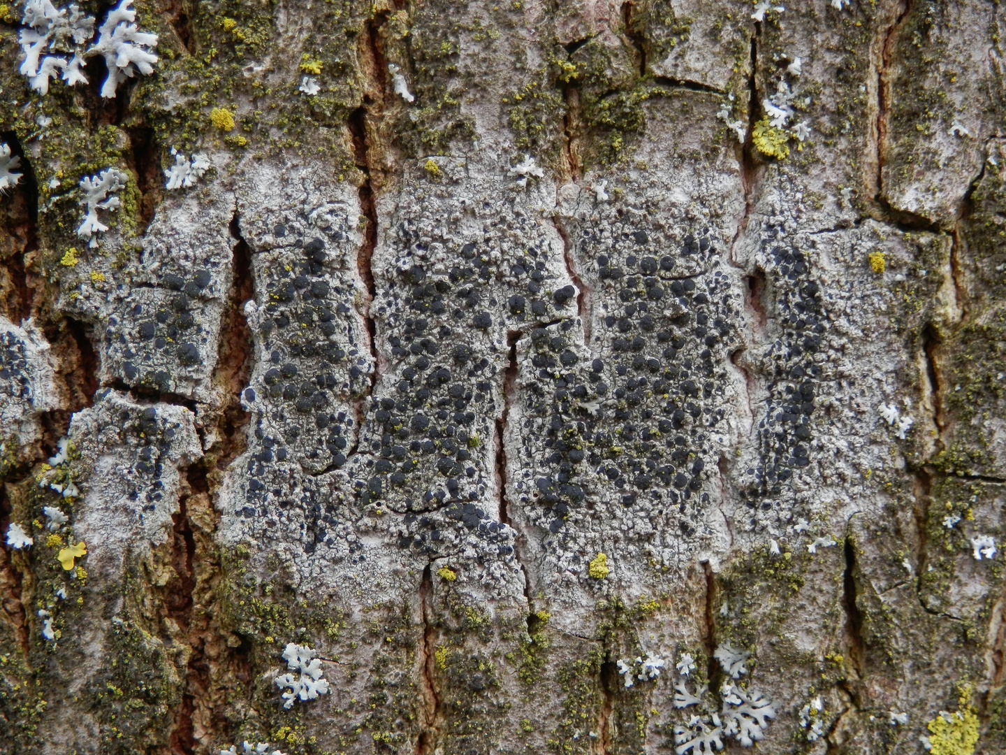 Olivgrüne Schwarznapfflechte (Lecidella elaeochroma)