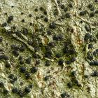 Olivgrüne Schwarznapfflechte (Lecidella elaeochroma)
