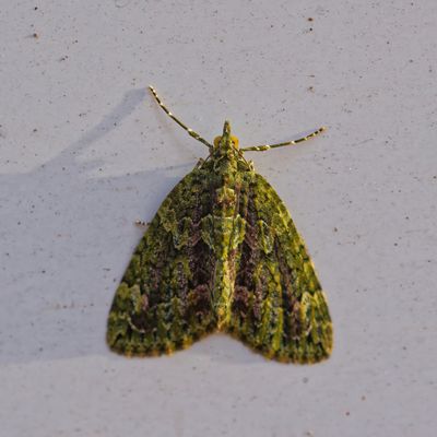 Olivgrüner Bindenspanner