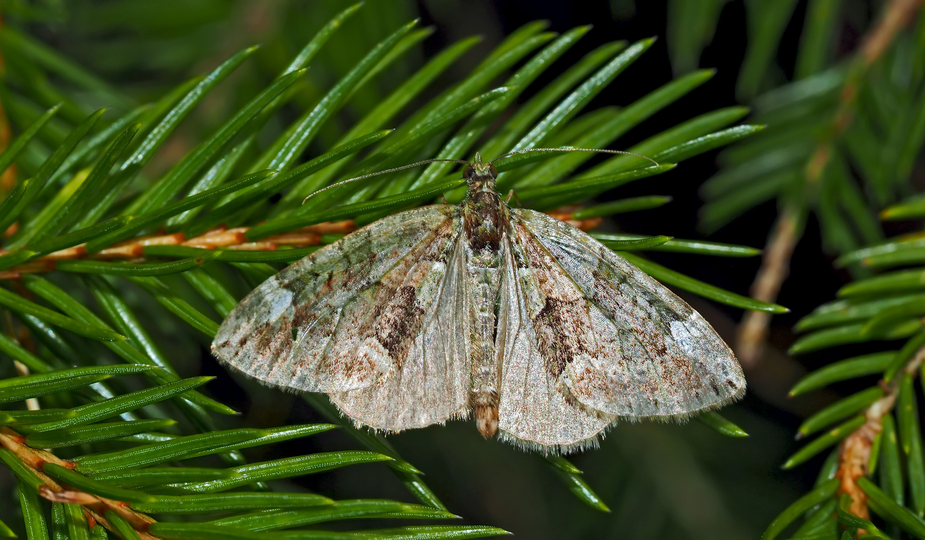 Olivgrüner Bindenspanner (Chloroclysta siterata)? *