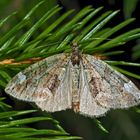 Olivgrüner Bindenspanner (Chloroclysta siterata)? *