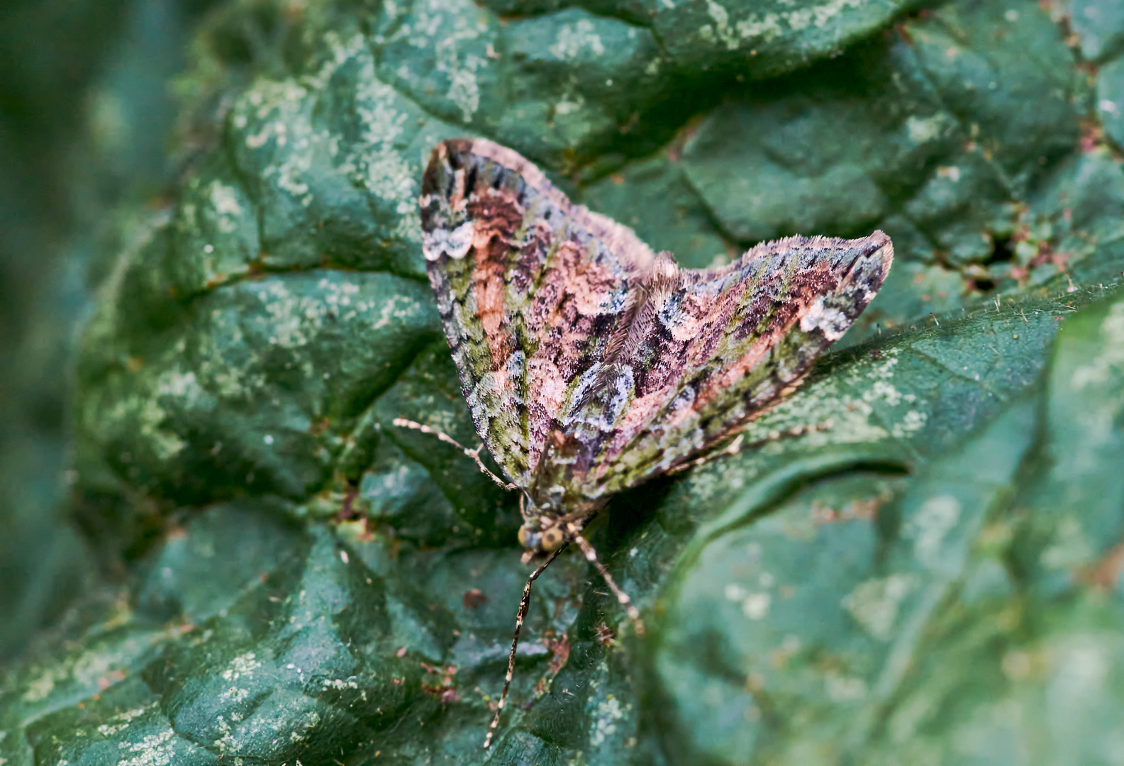 Olivgrüner Bindenspanner  (Chloroclysta siterata)