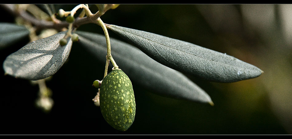 olivi