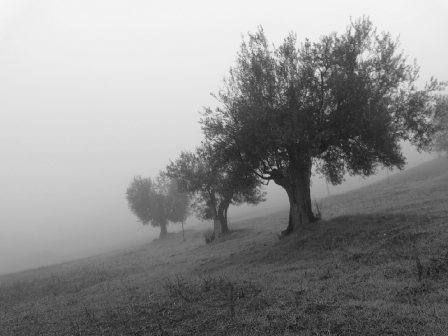 Olivi nella nebbia