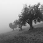 Olivi nella nebbia