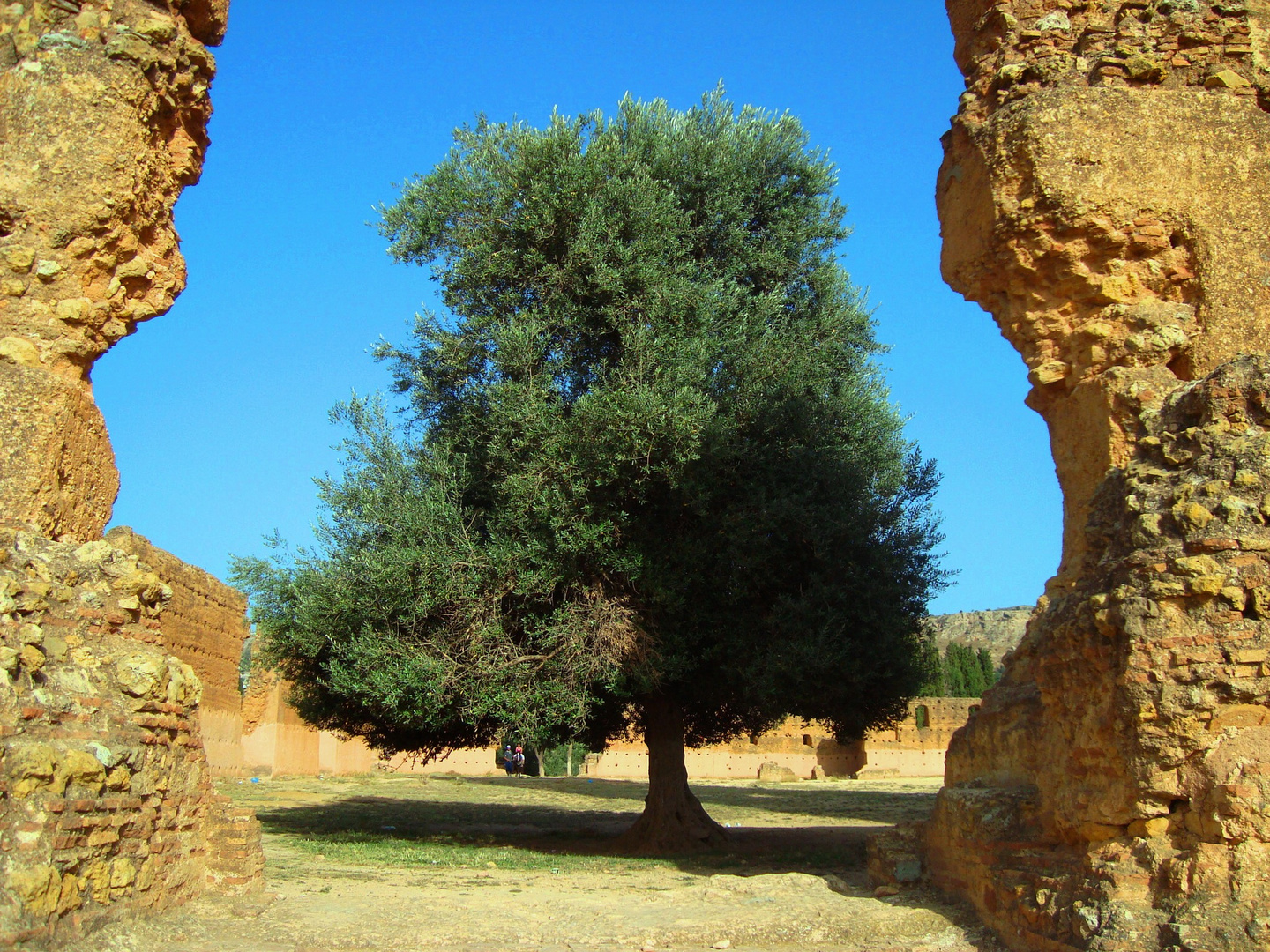 Olivier - Mansurah de Tlemcen