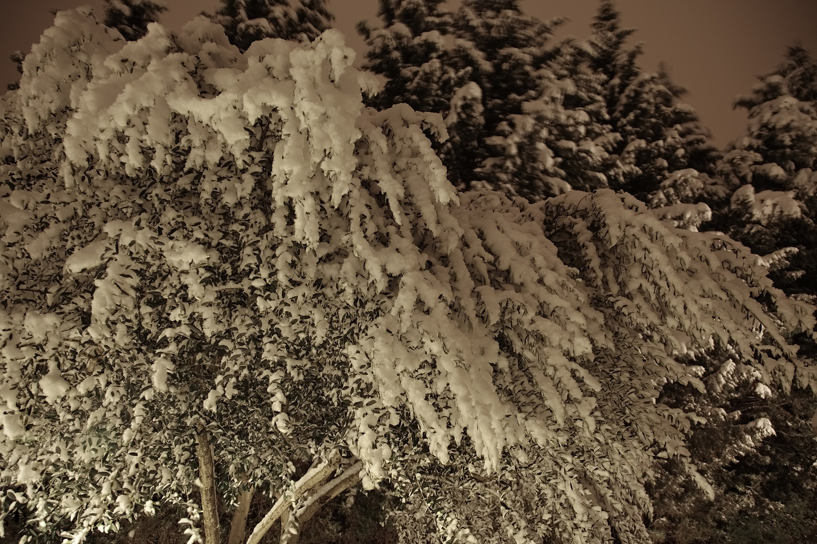 olivier pleur la neige