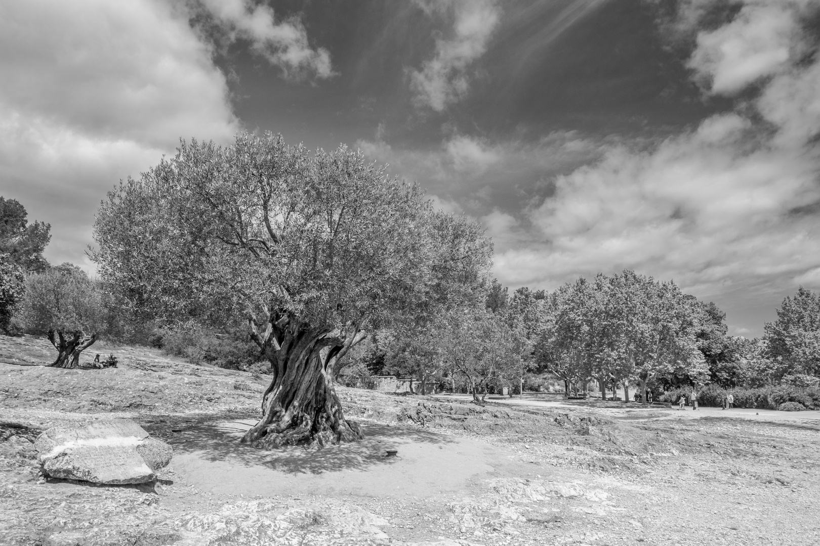 Olivier Pont du Gard