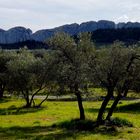 Oliviers à Mouriès (Bouches du Rhone)