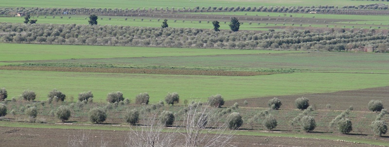 Oliviers à Volubilis (Maroc - janvier 2010)