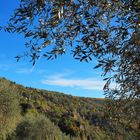 Oliviers dans les gorges de la Siagne