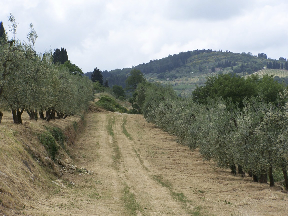 Oliviers de Toscane