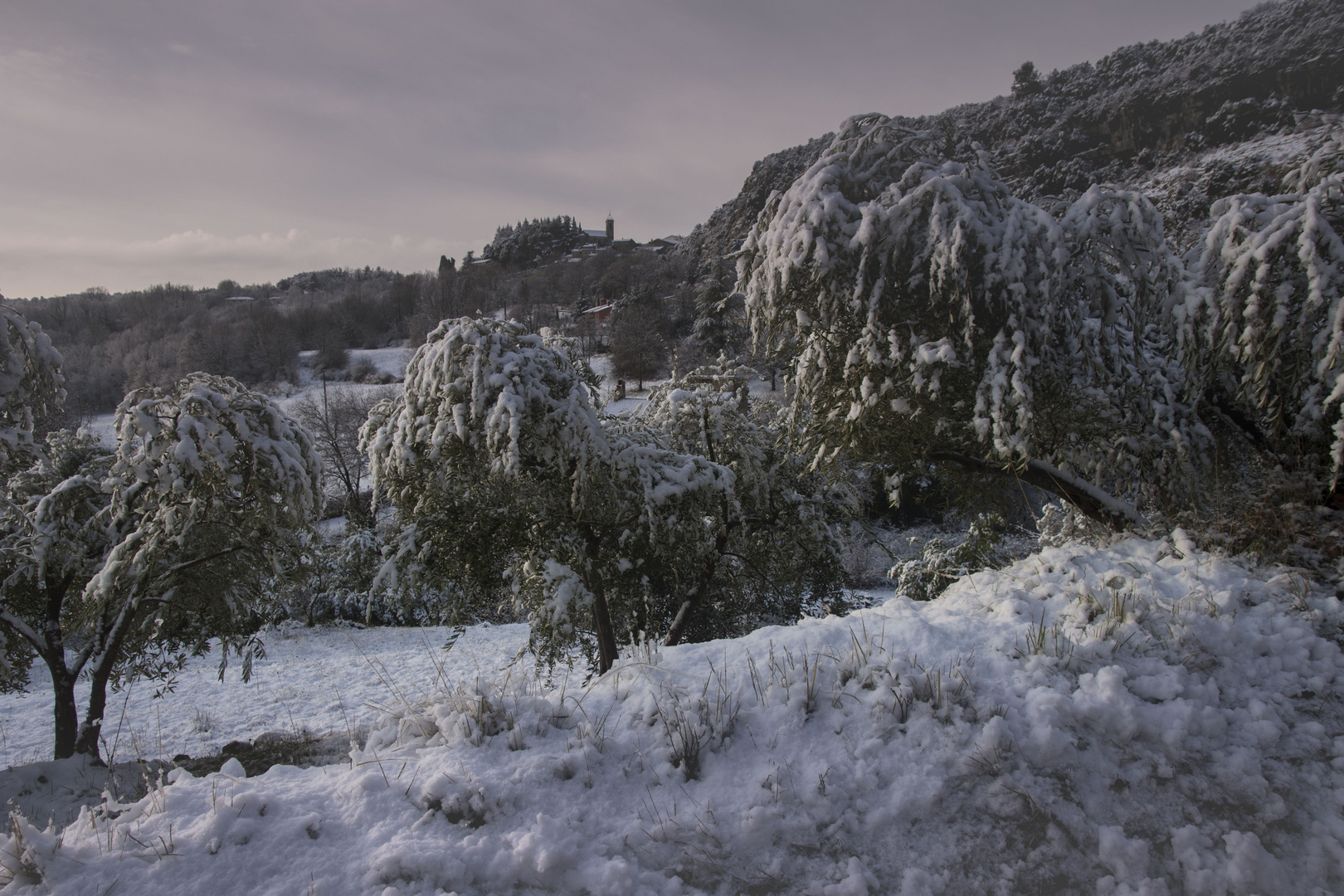 oliviers sous la neige 