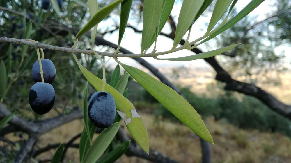 Olivo Imagen & Foto | plantas, Árboles, naturaleza Fotos de fotocommunity