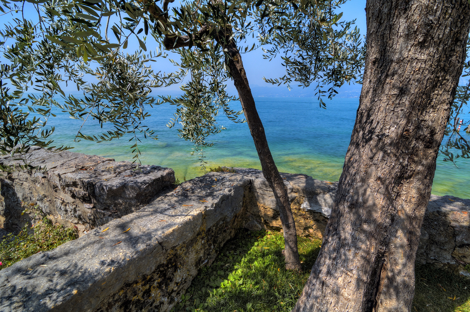 Olivo a Torri del Benaco.