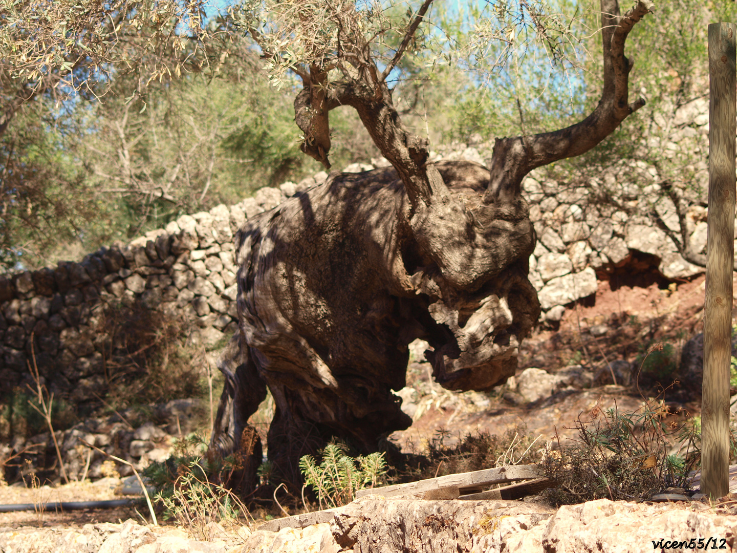 Olivo con forma de cabeza de buey (bou)