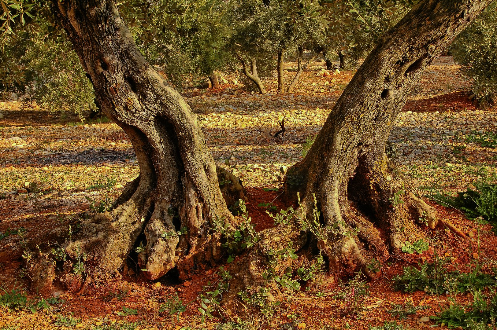 OLIVO DE DOS PIES