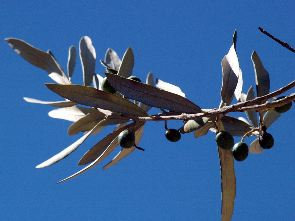 Olivo d'Ibiza a Maggio