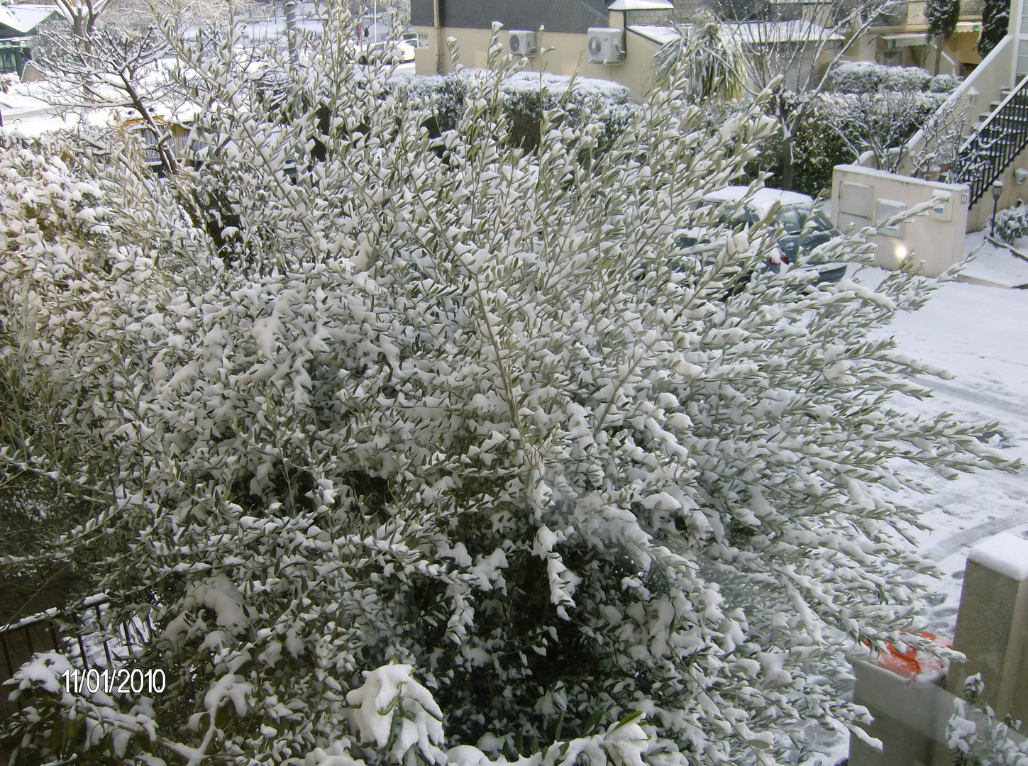 Olivo en flor? o nevado