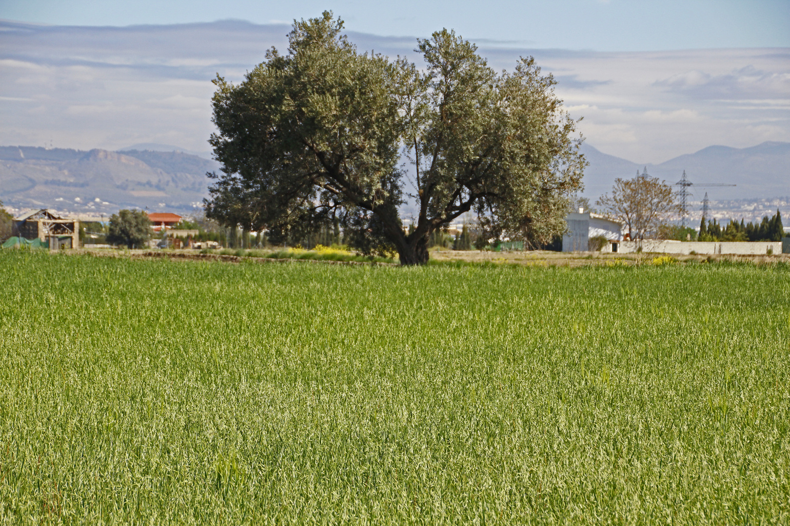 olivo entre cebada