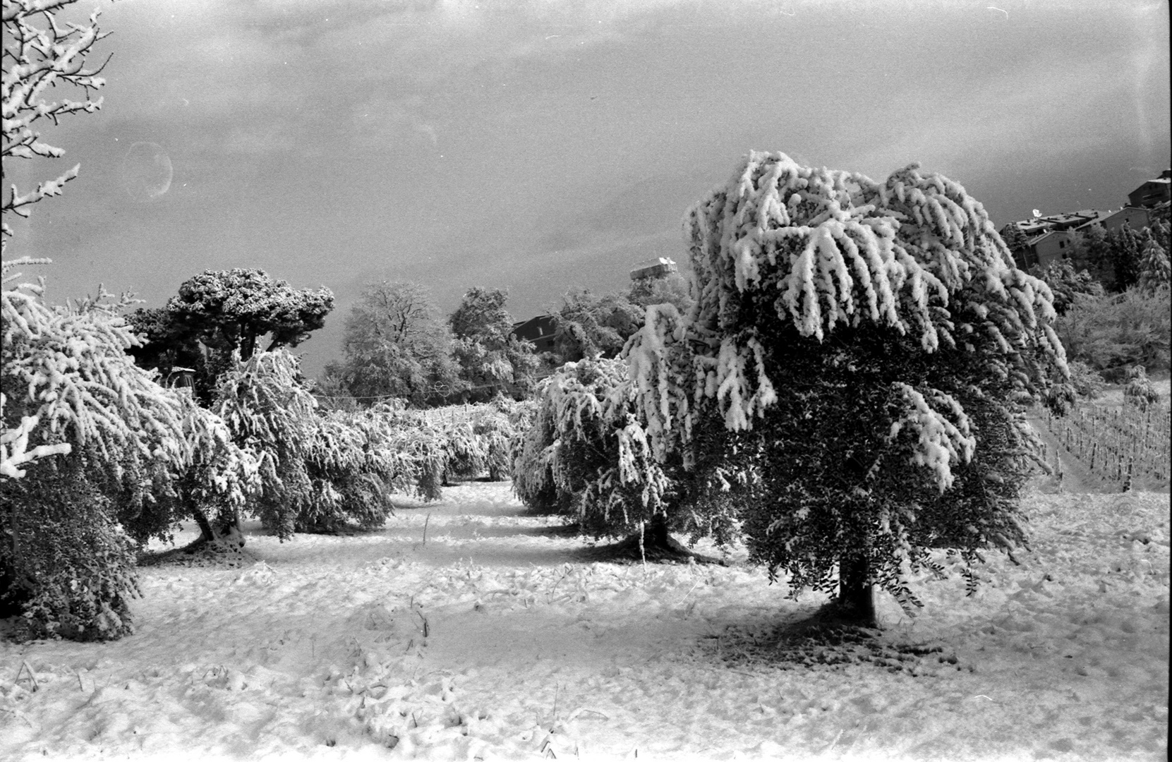 Olivo innevato