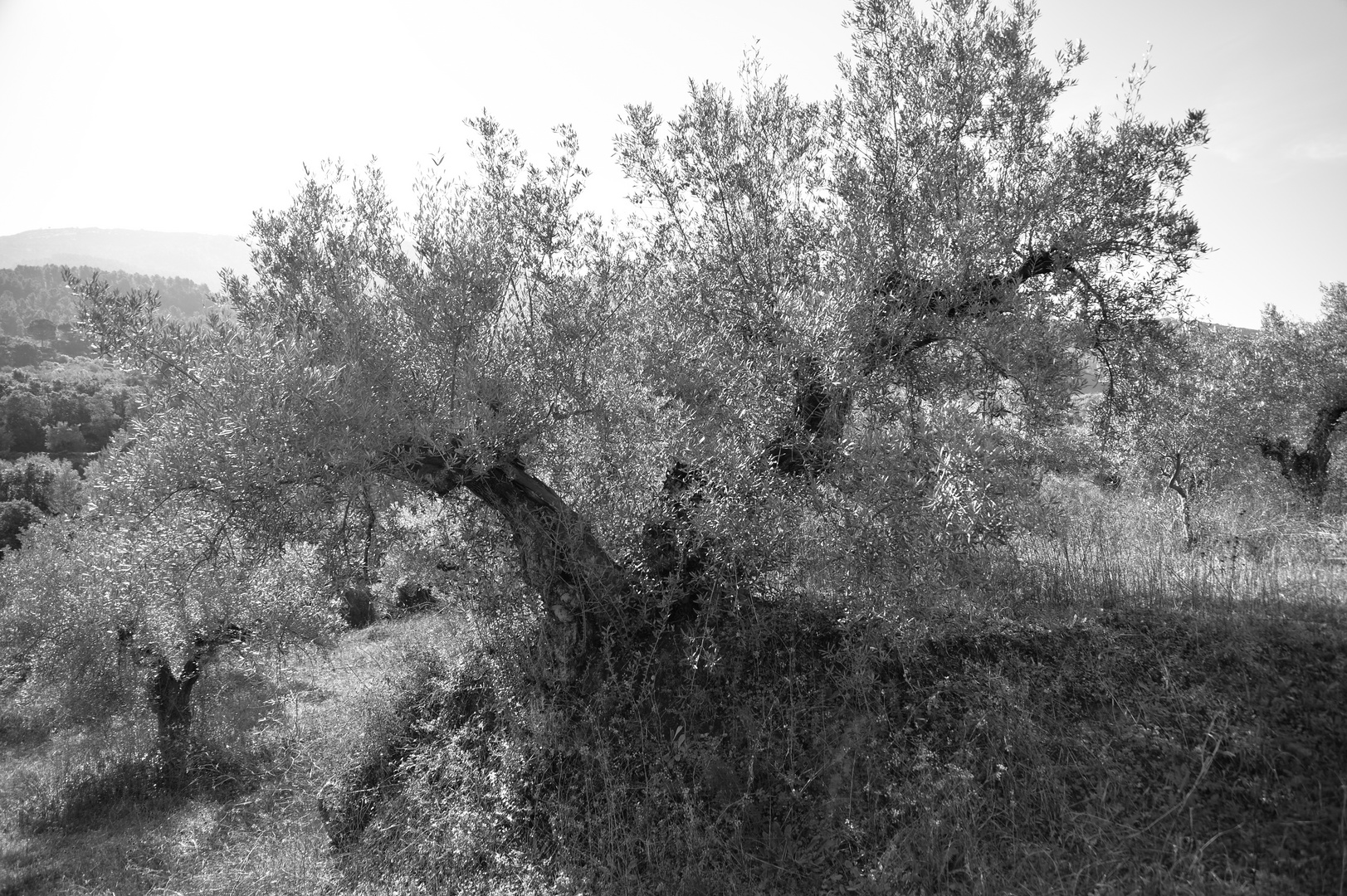 Olivo - Olivenbaum
