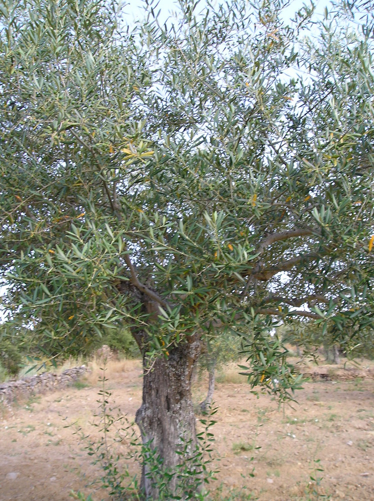 olivos