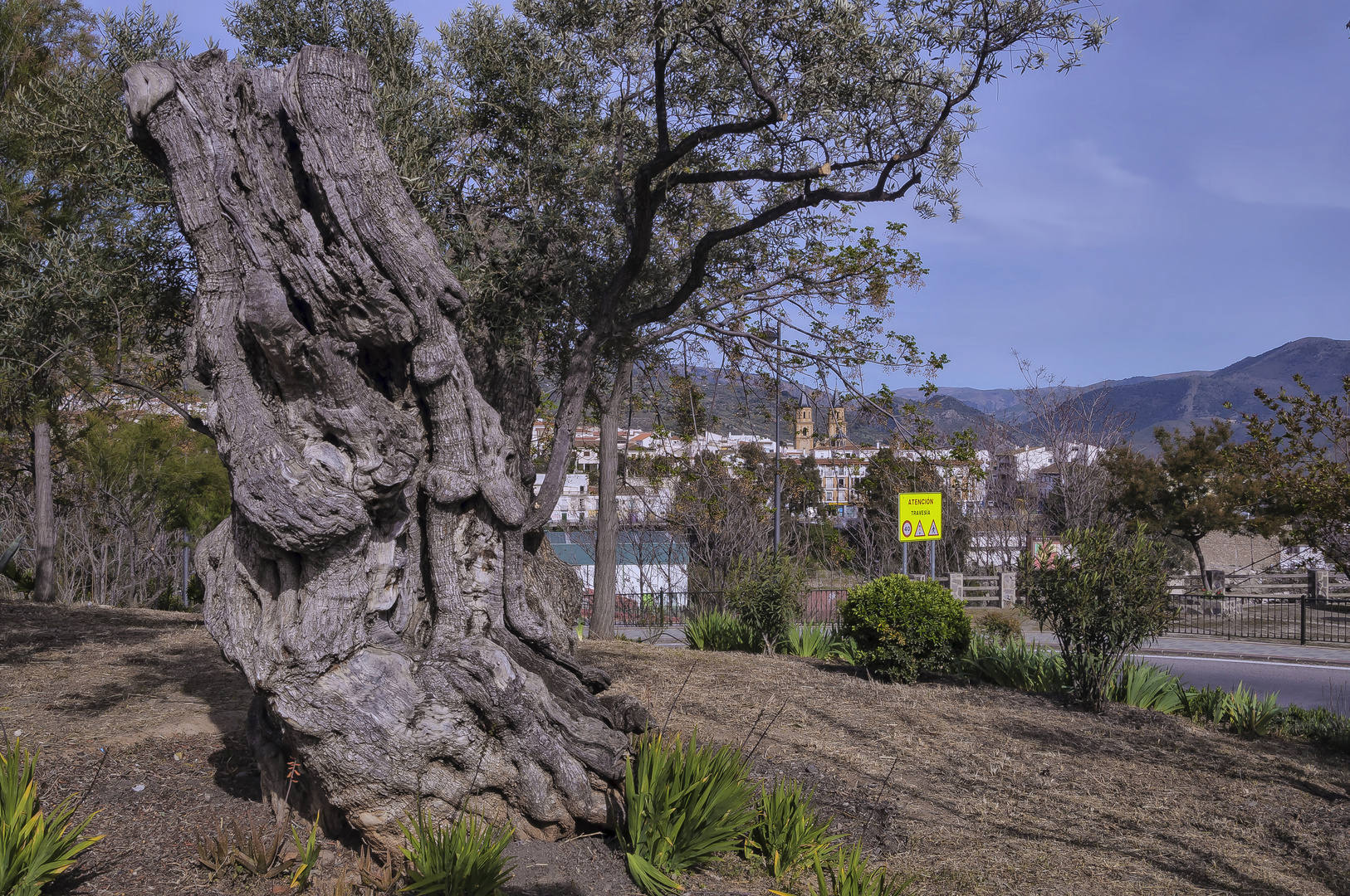 OLIVOS CENTENARIOS