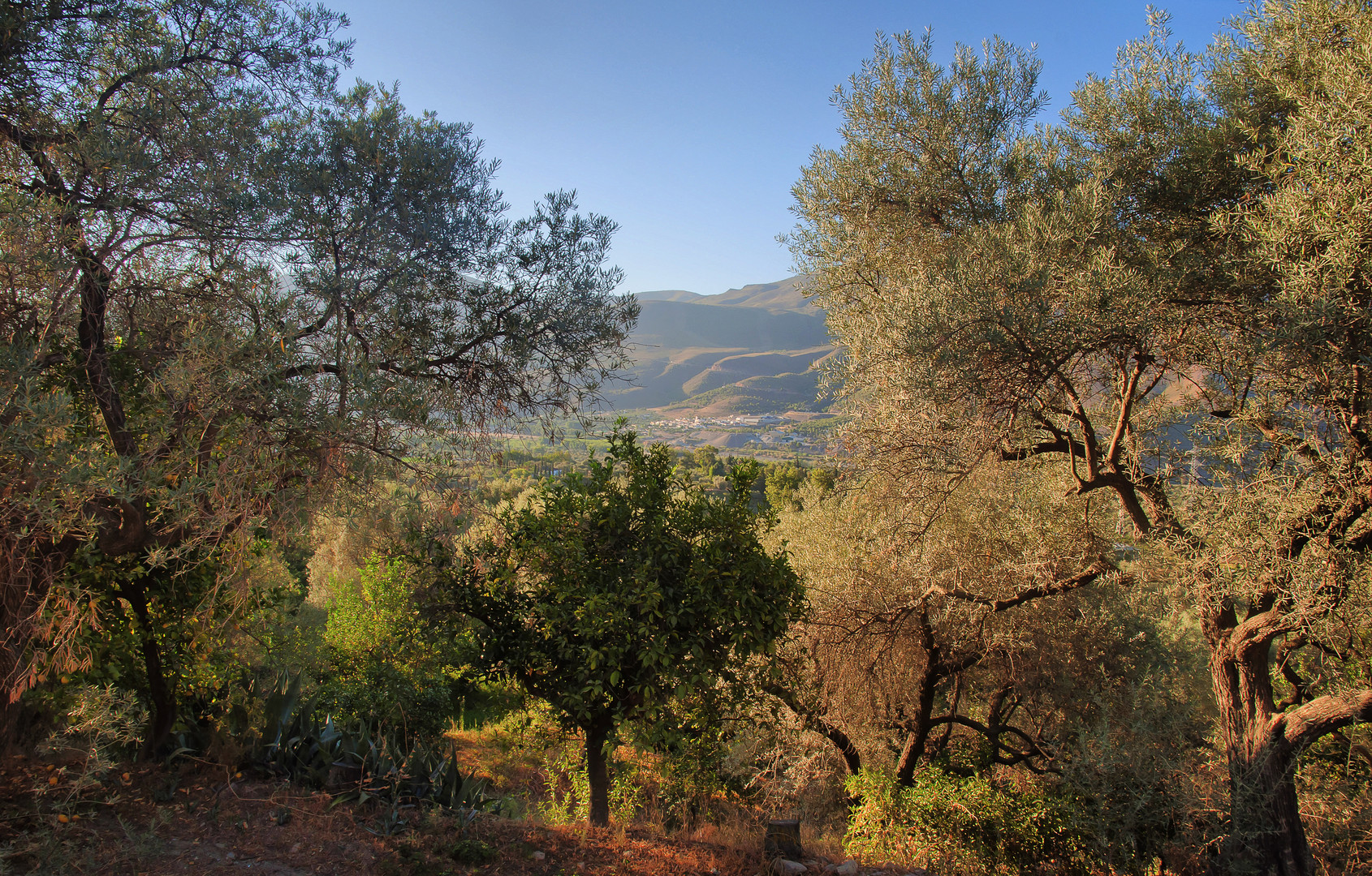 OLIVOS DE ATACARMIN