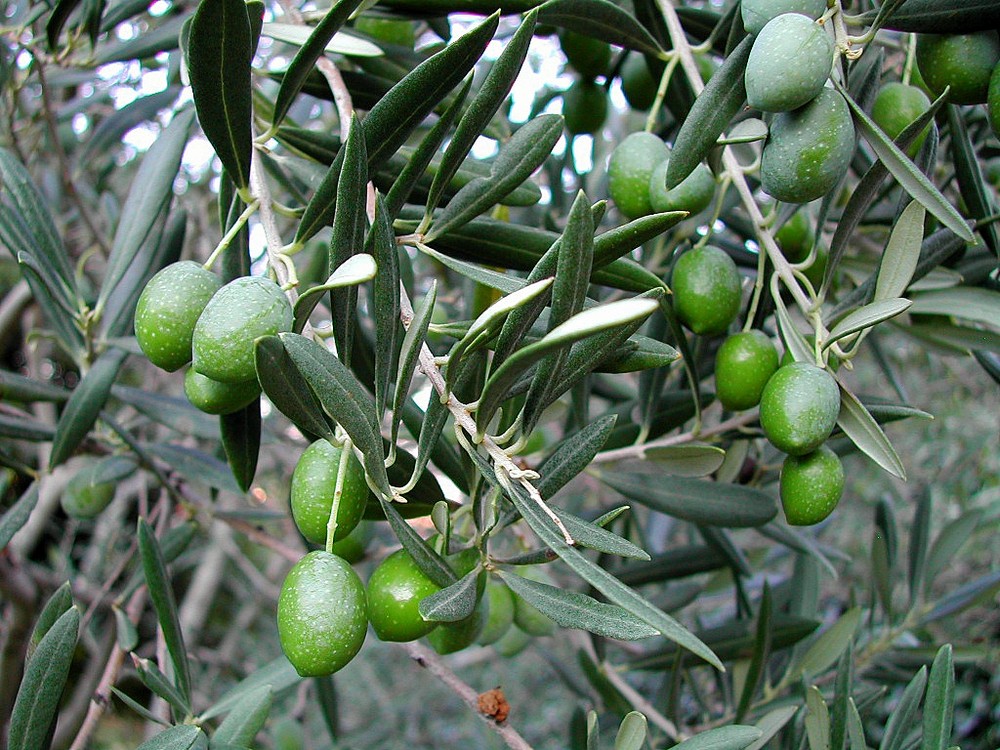 Olivos de Valverde