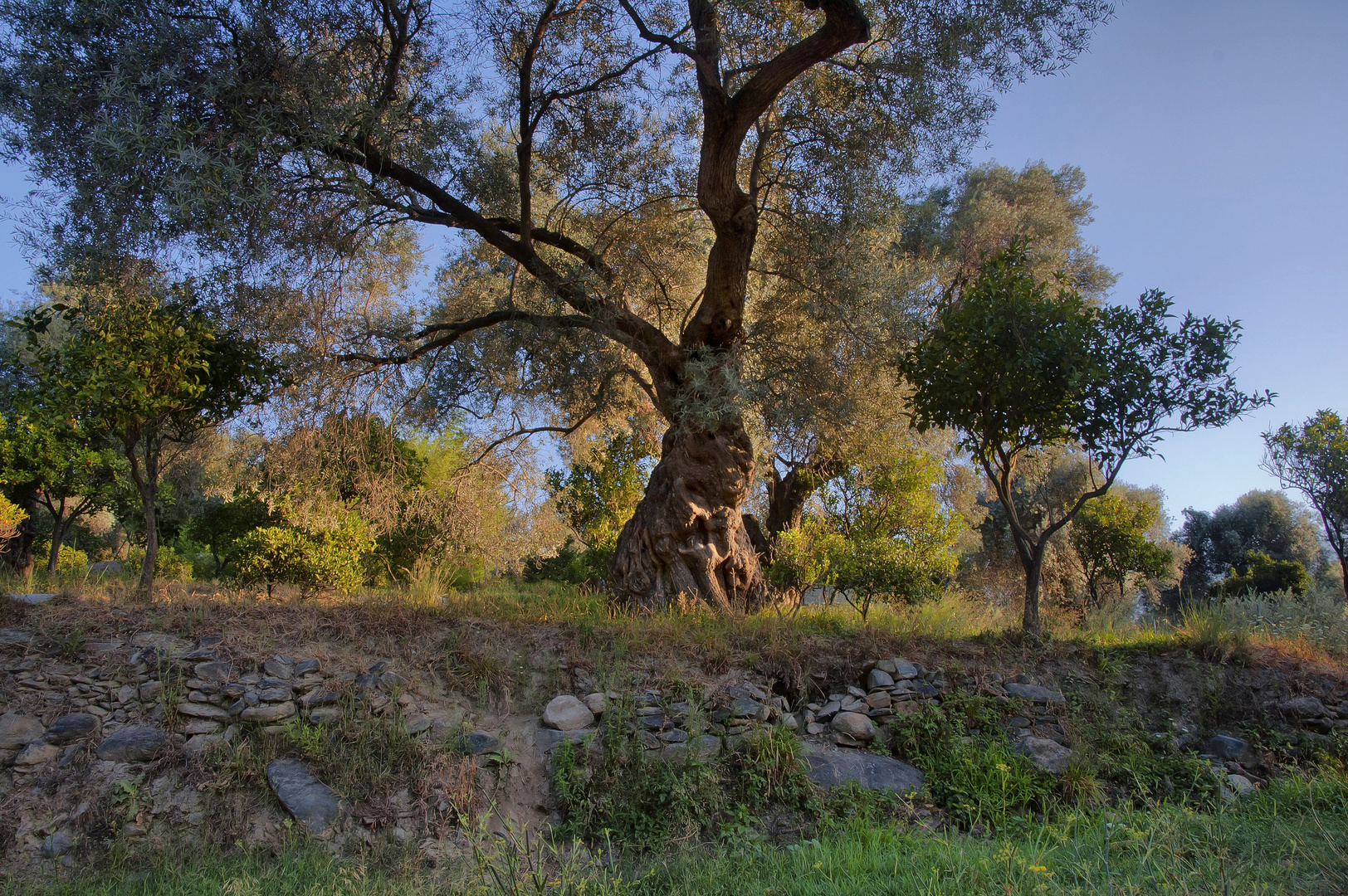 OLIVOS Y BALATES