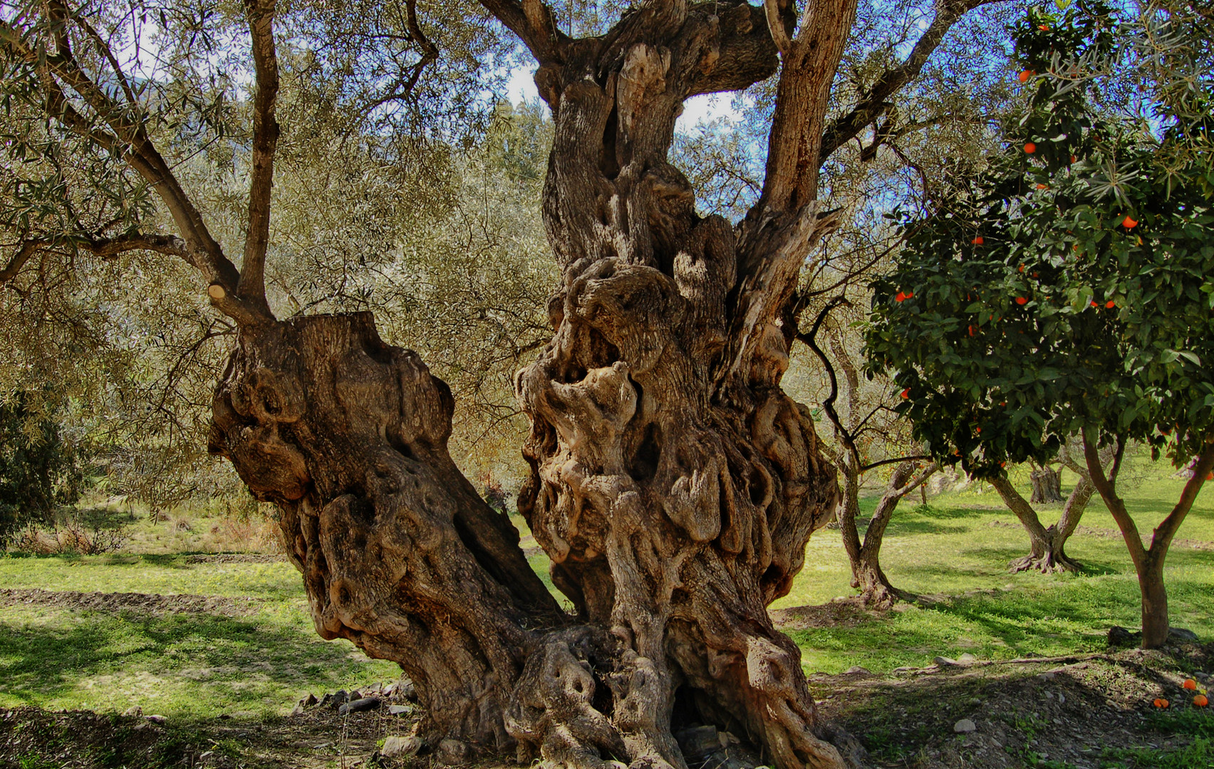 OLIVOS Y NARANJOS.