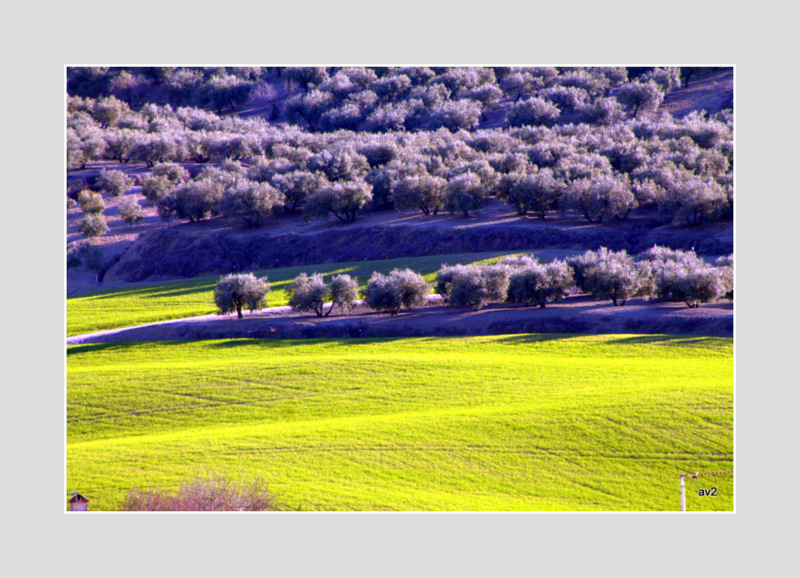 olivos y trigo en el sur