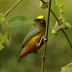 Olivrückenorganist (Euphonia gouldi)