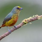 Olivrückenorganist (Euphonia gouldi)